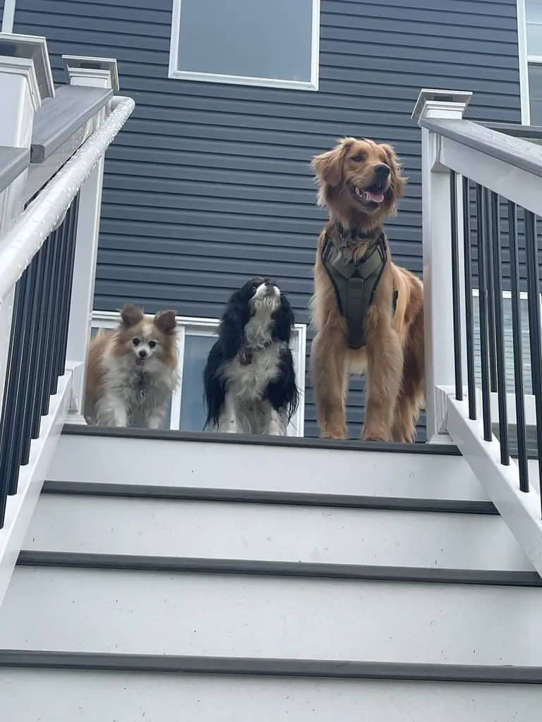 Dog Sitting Three Dogs Westminster MD