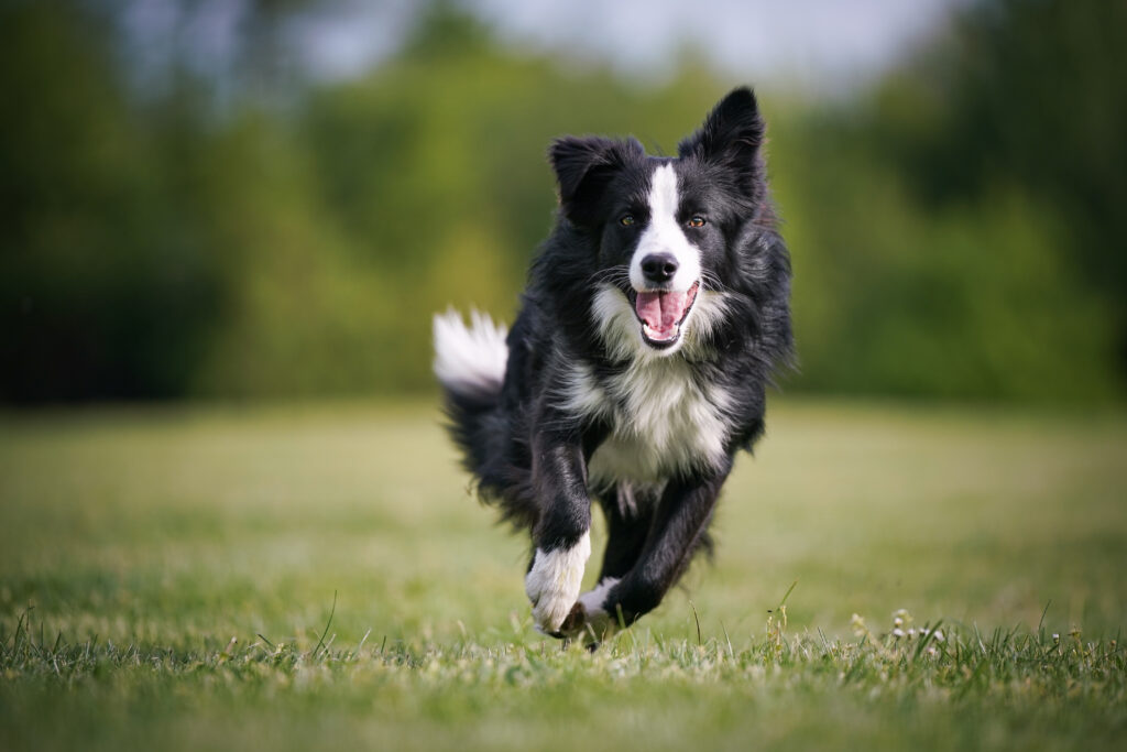 Border Collie Running at Doggy Day Care Westminster Maryland