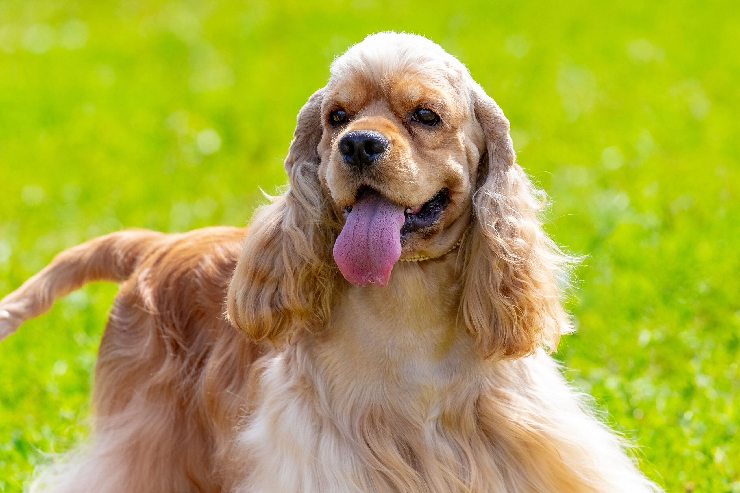 Cocker Spaniel