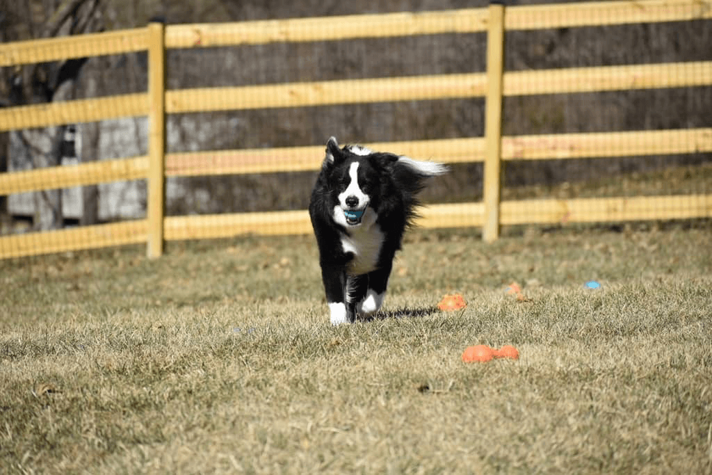 Australian Shepherd running in big back yard with a ball dog sitting