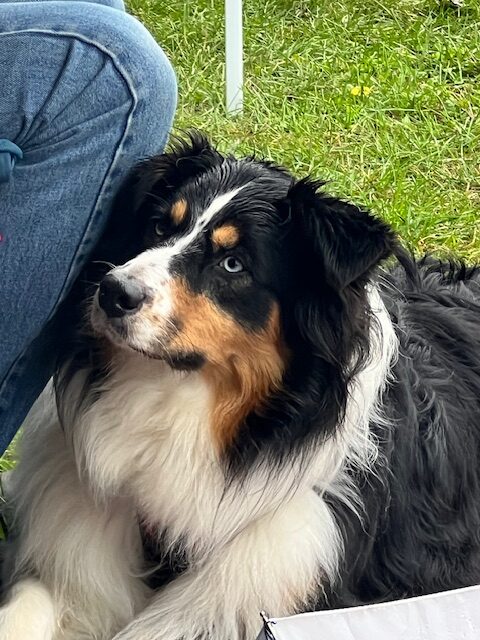 Dog Laying Down at wedding