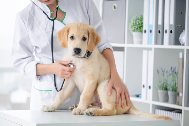 Pet Sitting Vaccine Requirements Dog at Vet