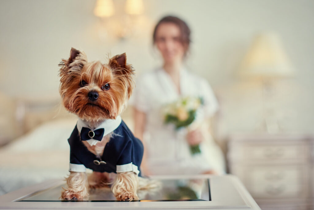 Dog Wedding Chaperone Service Westminster MD