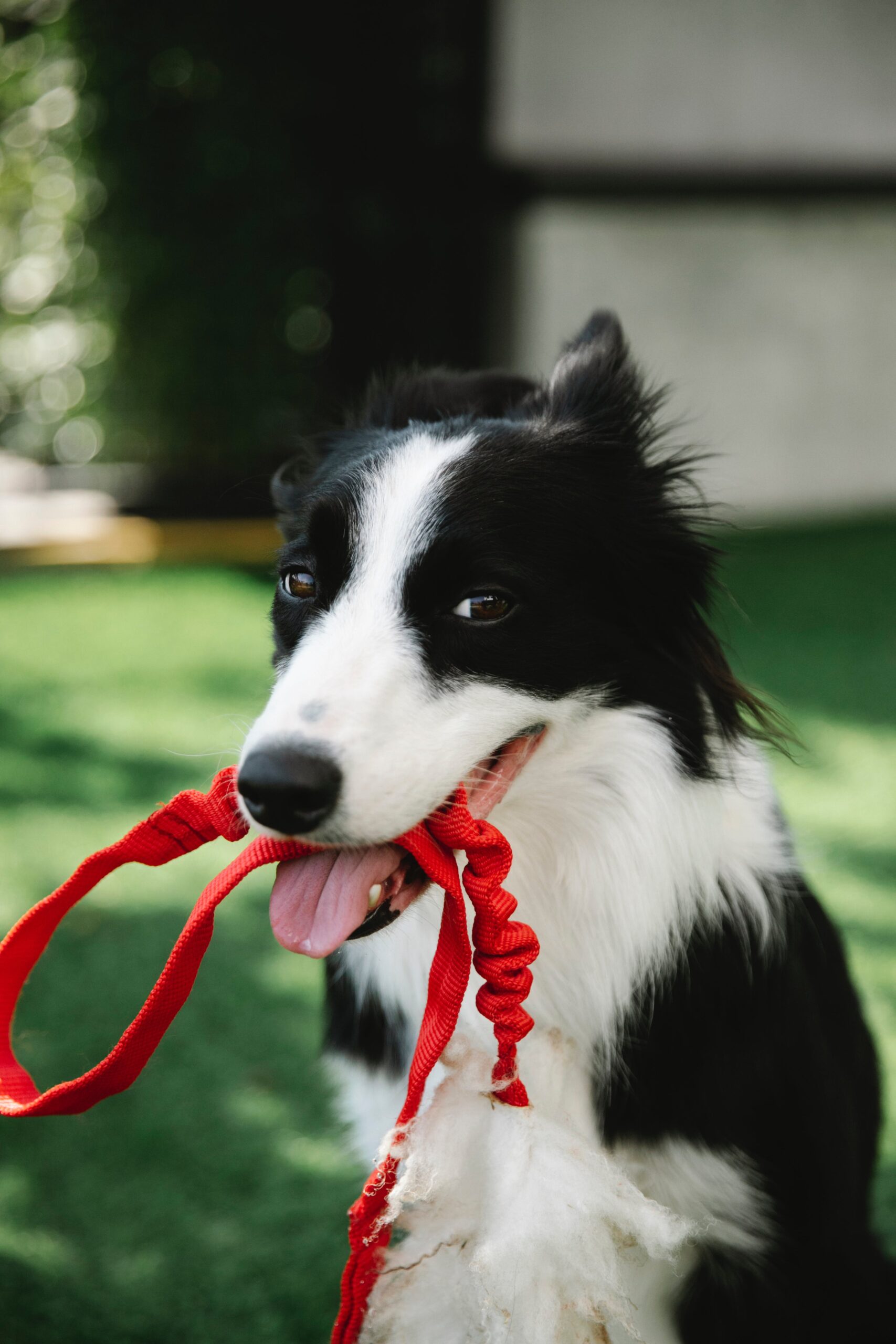 Border collie with leash pet sitter in Carroll County