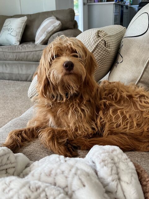 Herbie relaxing on sofa while pet sitting