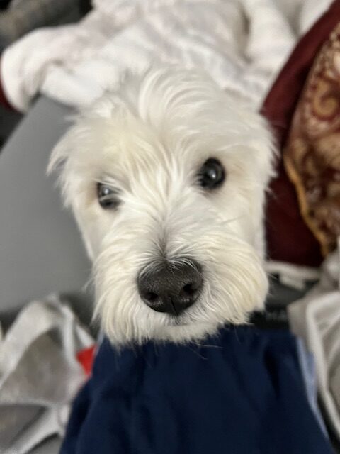 Terrier lookin to go play while pet sitting