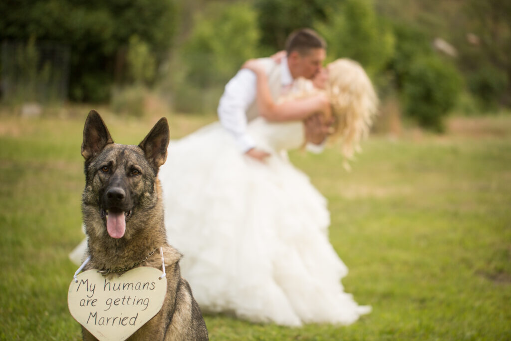 Wedding Pet Attendant brings dog to wedding