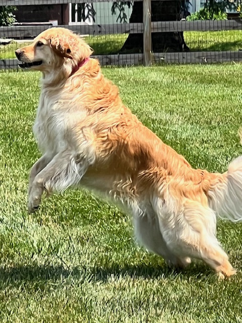 Golden Retriever playing in the fenced back yard