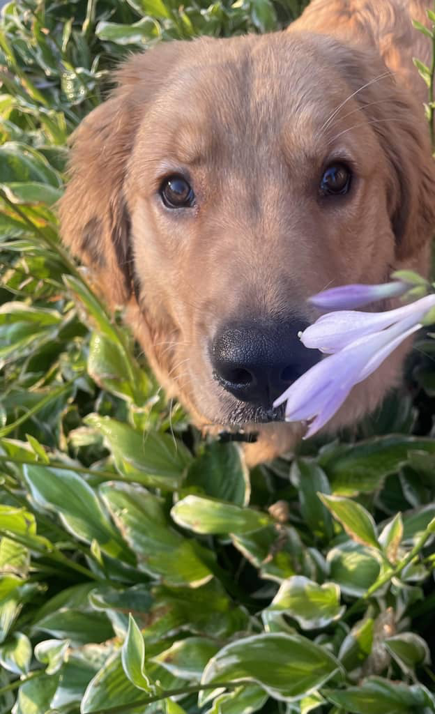 Golden Retriever Mackey with a purple flower in the back yard