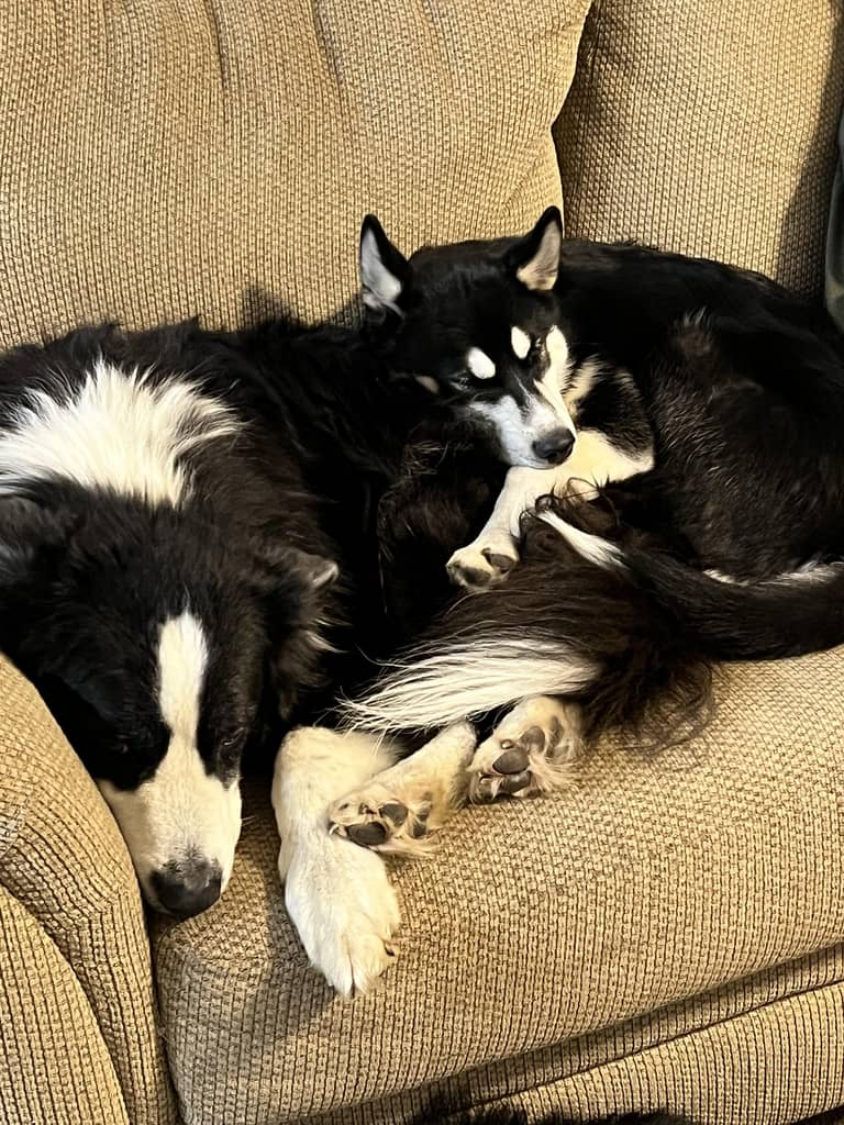 Husky puppy sleeping with our dog