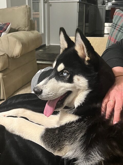 Husky Puppy Pet Sitting