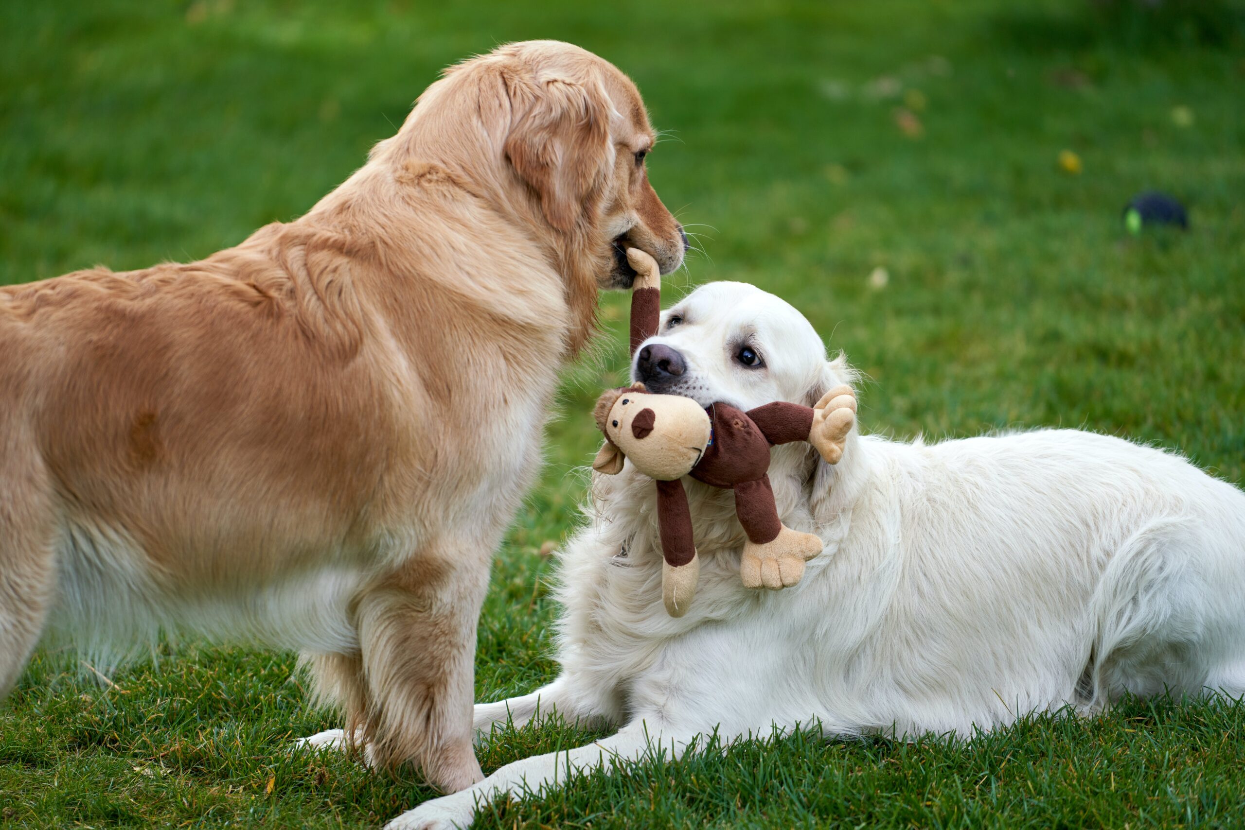 Dogs Playing While Pet Sitting Westminster MD