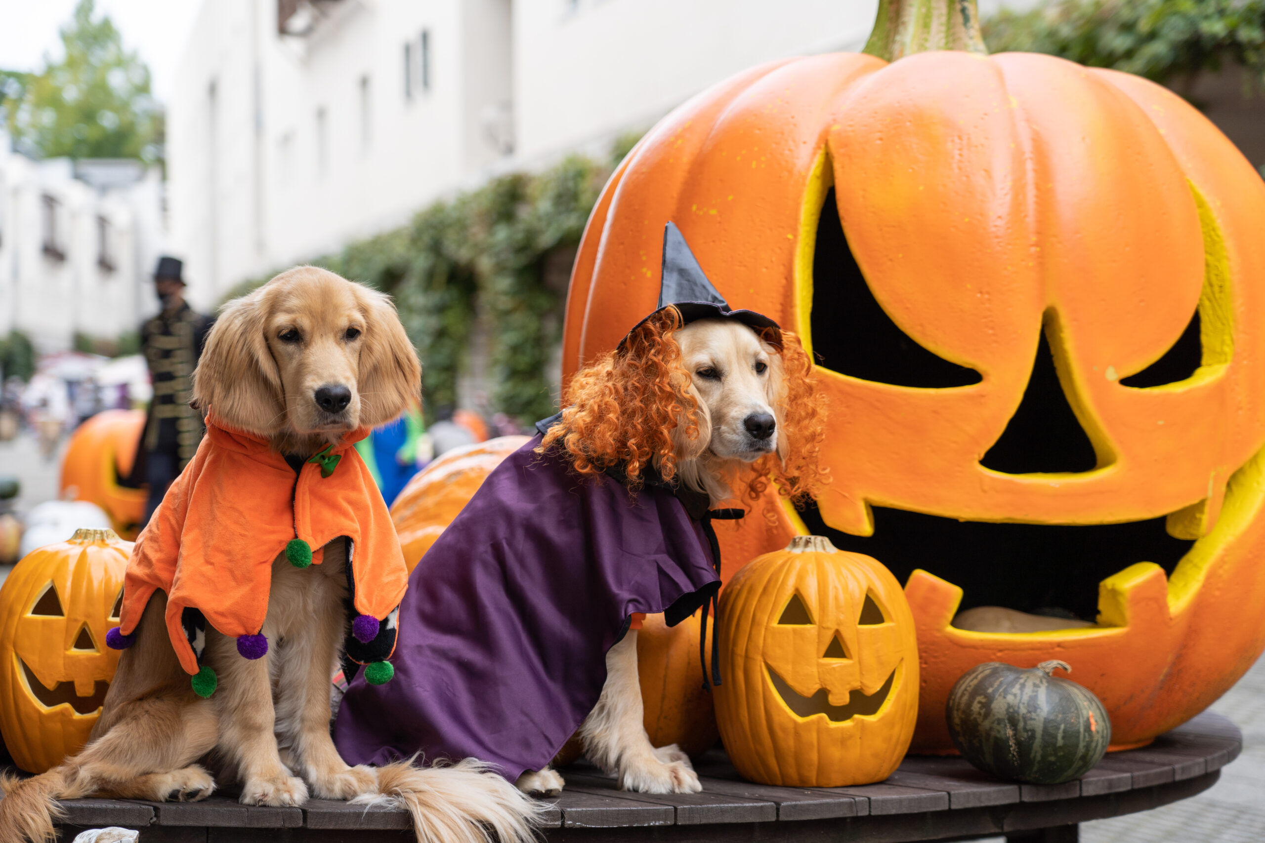 Dogs in halloween costumes