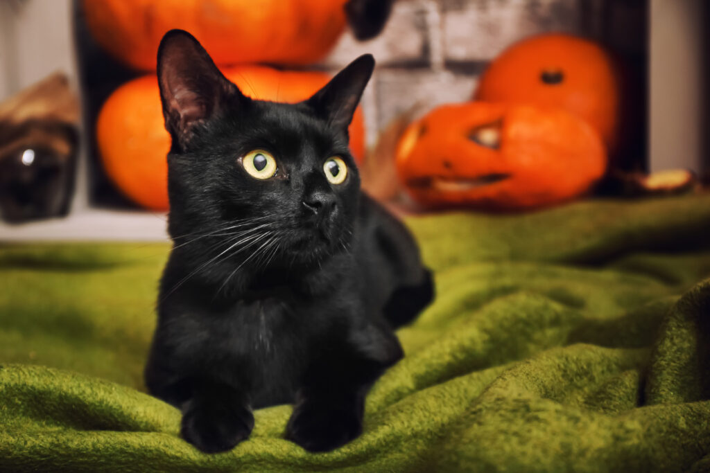 black cat halloween