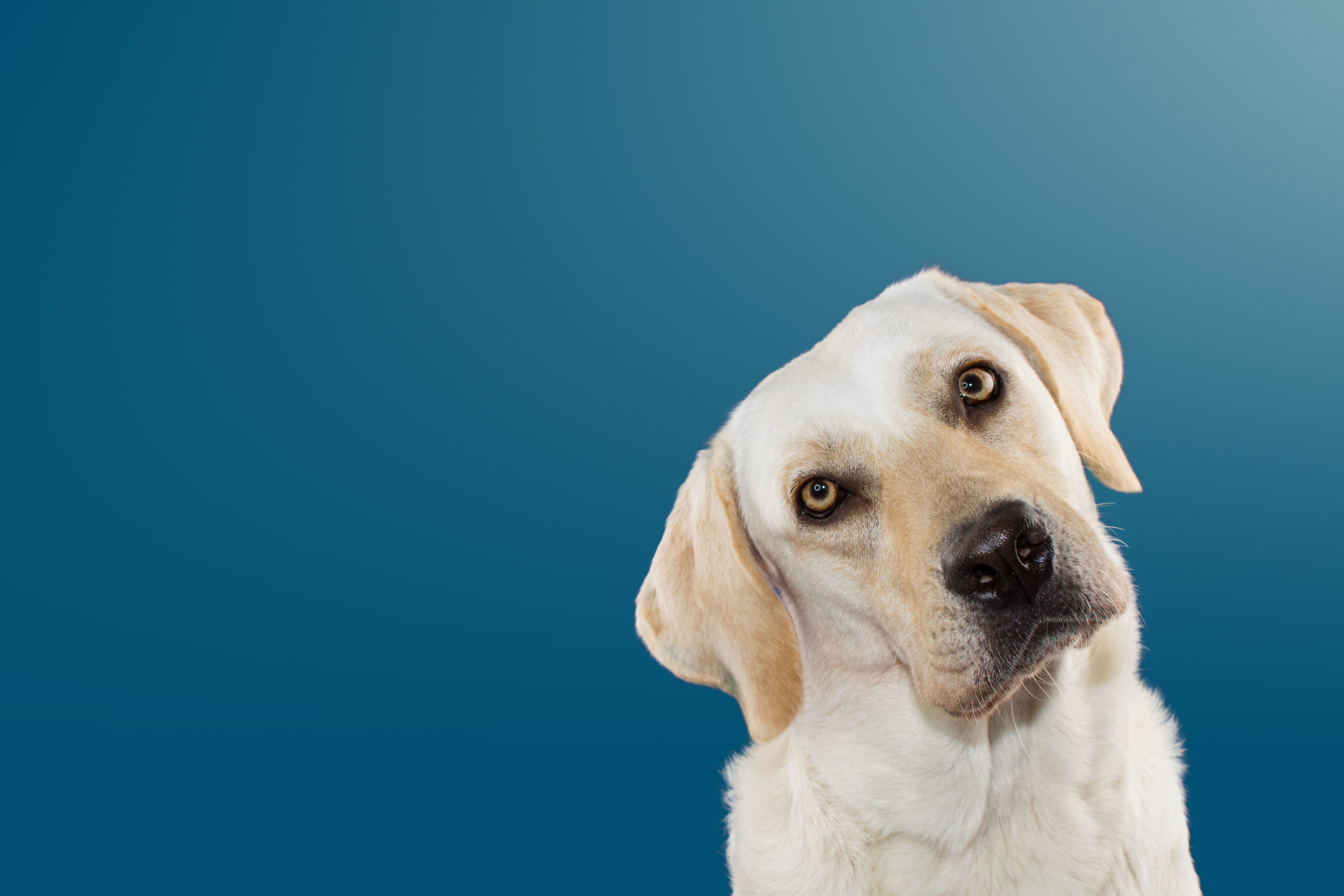 DOG TILTING THE HEAD SIDE AND LOOKING THE CAMERA ISOLATED AGAINST BLUE COLORED BACKGROUND | furrytailweddingday.com