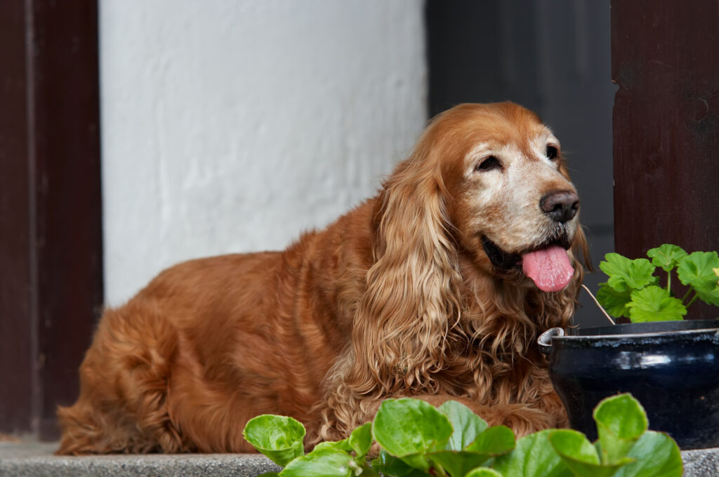 Older resting Cocker Spaniel | furrytailweddingday.com