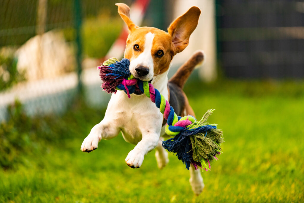 Beagle dog jumping and running with a toy towards the camera | furrytailweddingday.com